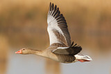 Image. Greylag Goose