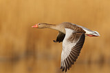Image. Greylag Goose