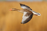 Image. Greylag Goose