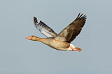 Image. Greylag Goose