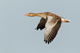 Image. Greylag Goose