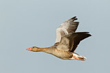 Image. Greylag Goose