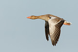 Image. Greylag Goose