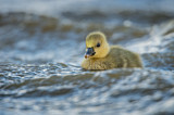 Image. Greylag Goose