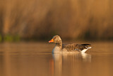 Image. Greylag Goose