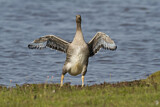 Image. Greylag Goose