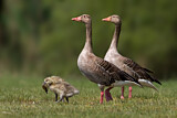 Image. Greylag Goose