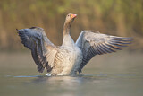 Image. Greylag Goose