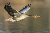 Image. Greylag Goose