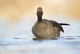 Image. Greylag Goose