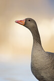 Image. Greylag Goose