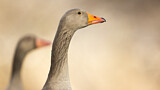 Image. Greylag Goose