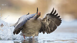 Image. Greylag Goose