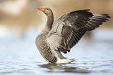 Image. Greylag Goose