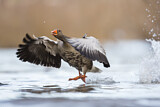 Image. Greylag Goose