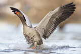 Image. Greylag Goose