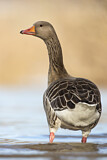 Image. Greylag Goose