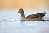 Image. Greylag Goose
