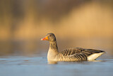 Image. Greylag Goose