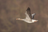 Image. Greylag Goose