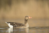 Image. Greylag Goose