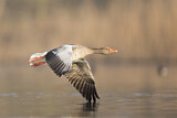 Image. Greylag Goose