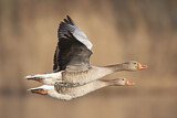 Image. Greylag Goose
