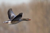 Image. Greylag Goose