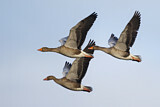 Image. Greylag Goose