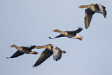 Image. Greylag Goose