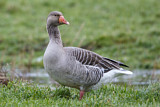 Image. Greylag Goose