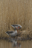 Image. Greylag Goose