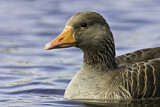 Image. Greylag Goose