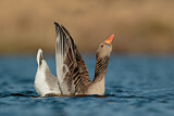 Image. Greylag Goose