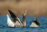 Image. Greylag Goose