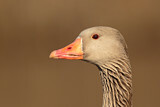 Image. Greylag Goose
