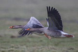Image. Greylag Goose