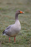 Image. Greylag Goose