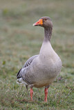 Image. Greylag Goose