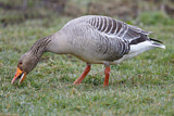 Image. Greylag Goose