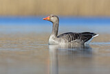Image. Greylag Goose
