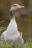 Image. Greylag Goose