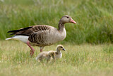 Image. Greylag Goose