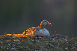Image. Greylag Goose