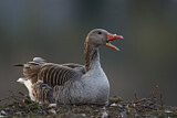 Image. Greylag Goose