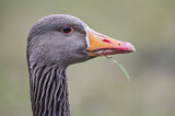 Image. Greylag Goose