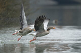 Image. Greylag Goose