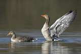 Image. Greylag Goose