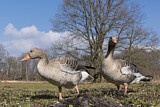 Image. Greylag Goose