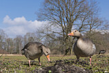 Image. Greylag Goose